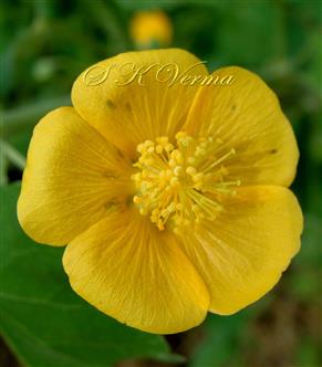  Flower (Upper view)